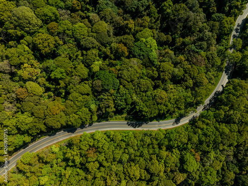 forest road, road in forest with car motion blur. Winding road through the forest. Car drive on the road between green forest. Ecosystem ecology healthy environment road trip..