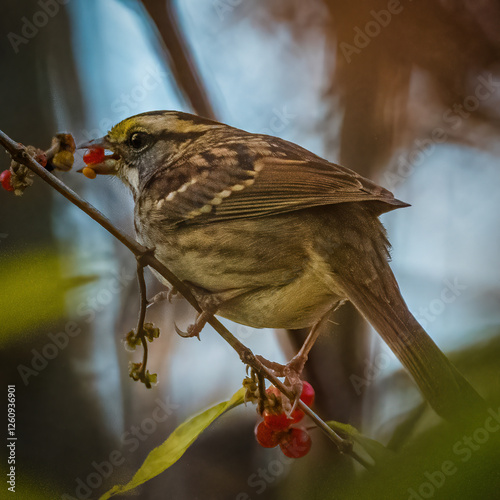 Obraz na płótnie White Throated Sparrow. w salonie