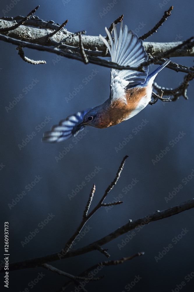 Eastern Bluebird