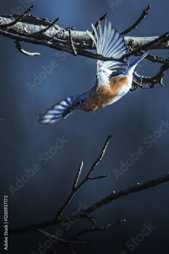 Eastern Bluebird