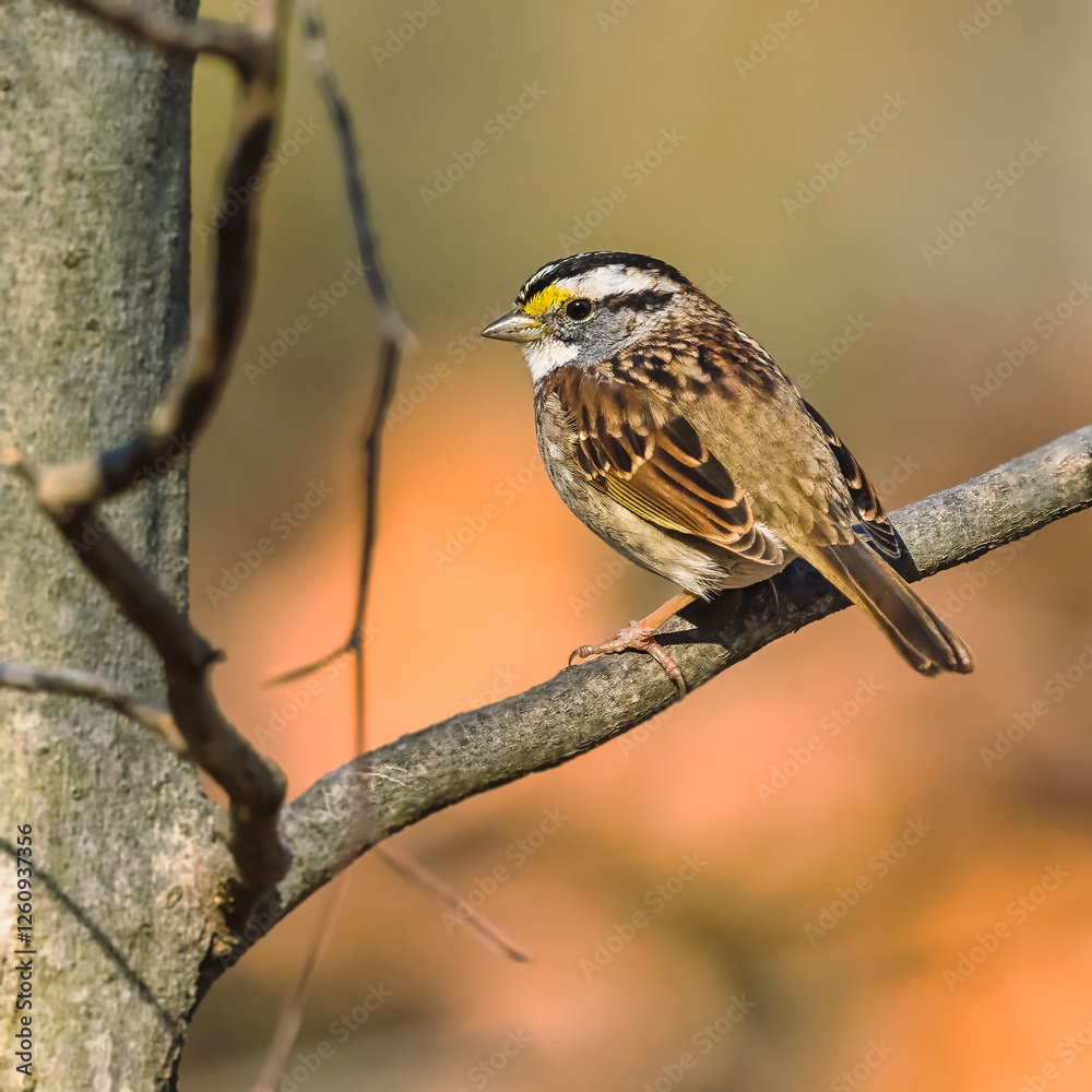 White-Throated Sparrow.