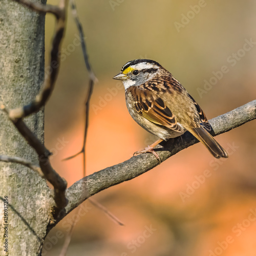 Obraz na płótnie White-Throated Sparrow. w salonie