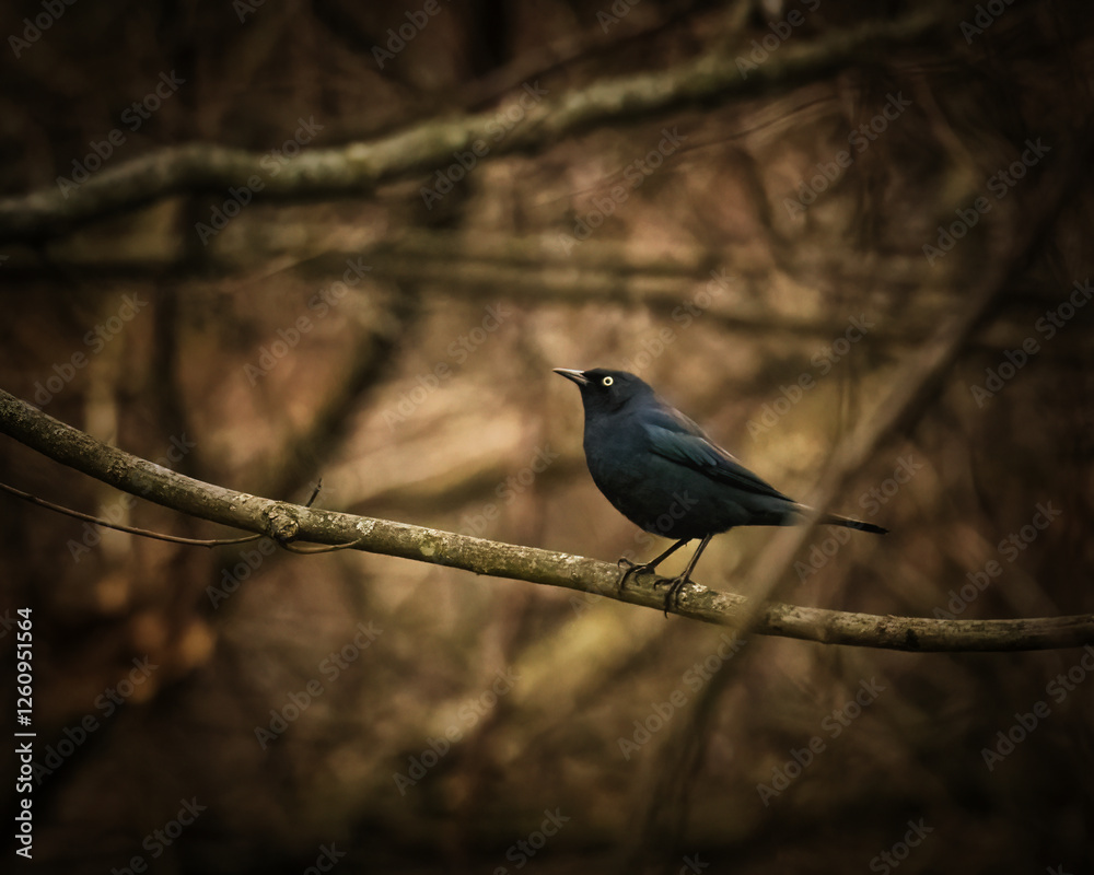 Fototapeta premium Rusty Blackbird.