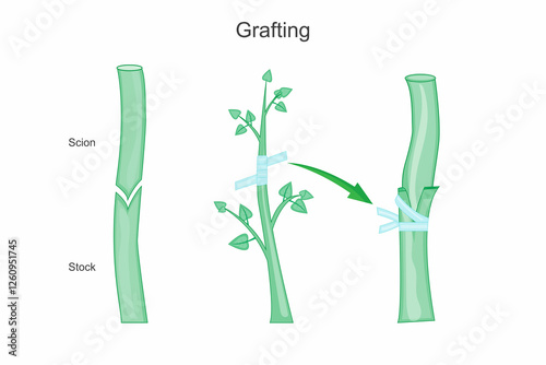 Grafting is a horticultural technique where tissues of two plants are joined to grow as one, combining desirable traits like disease resistance and improved yield. Botanical concept.
