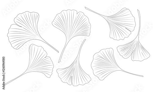 gingko leaf. biloba flower. Vector Stock Illustration. Isolated on white background. Doodle. 
