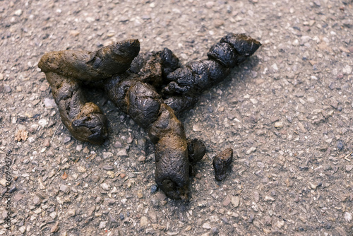 Hundekacke auf der Straße photo