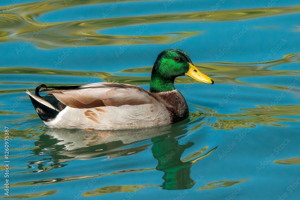 Male Mallard duck swimming gracefully in a serene pond with reflections during a sunny day Male Mallard duck swimming gracefully in a serene pond with reflections during a sunny day