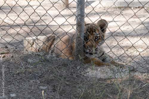 Triste cachorro de tigre de bengala descansa la cara sobre una valla metálica en el caluroso verano. Exhibición de animales. Panthera tigris tigris.  photo