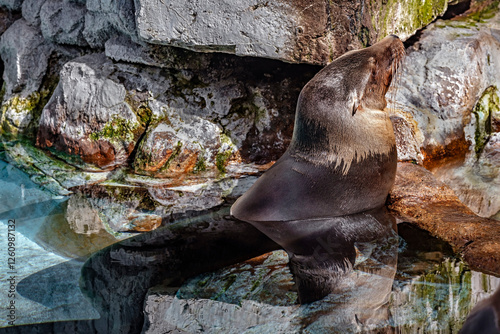 Obraz na płótnie Sea-lion in the pond. Latin name - Zalophus californianus w salonie
