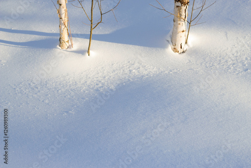 snow covered birch trees in winter