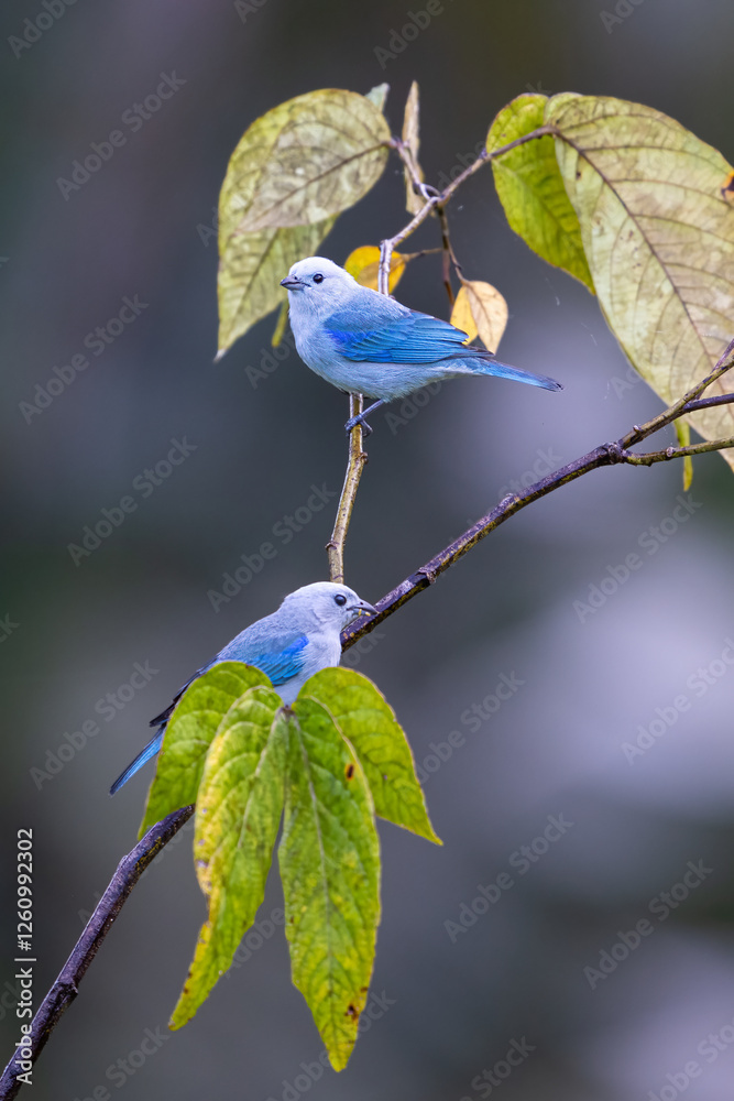 Obraz premium Thraupis episcopus, The blue gray tanager, a pair of birds
