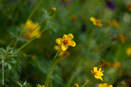 A view of yellow bidens flowers photo