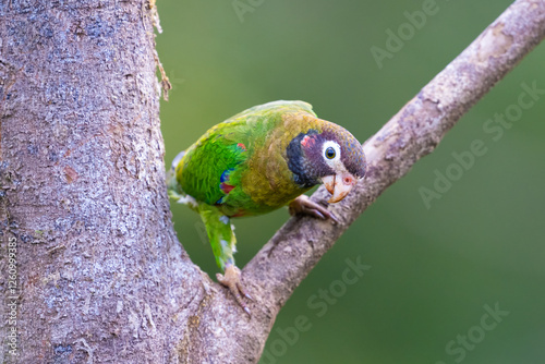 The brown-hooded parrot, Pyrilia haematotis, subfamily Arinae photo