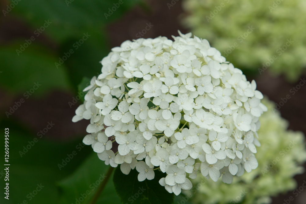 A view of a cluster of hydrangea flowers. A view of a cluster of hydrangea flowers.
