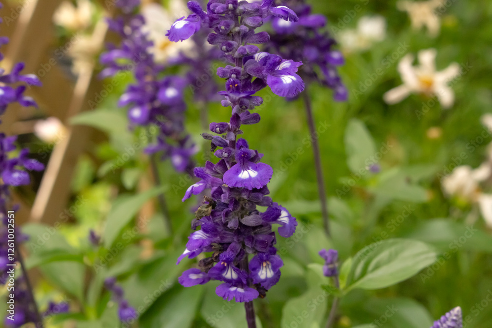 A view of a purple salvia flower cluster. A view of a purple salvia flower cluster.