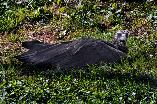 Cinereous vulture also known as the black vulture, monk vulture, or Eurasian black vulture. Latin name - Aegypius monachus photo