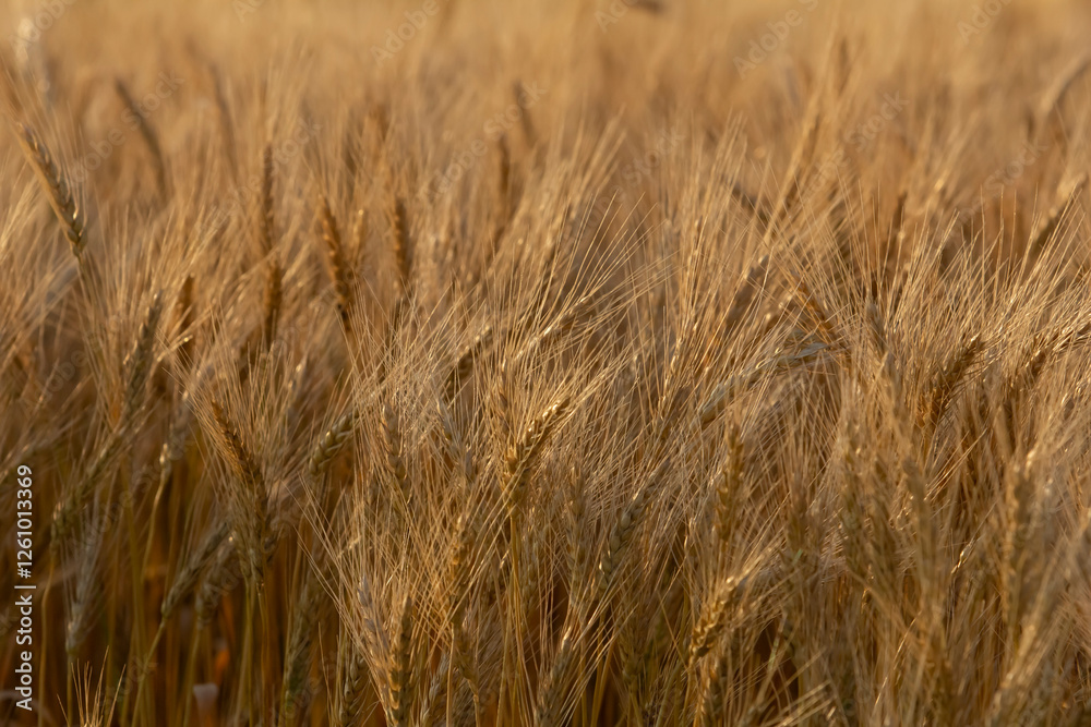 A view of a field of wheat plants, seen in Manitoba, Canada. A view of a field of wheat plants, seen in Manitoba, Canada.