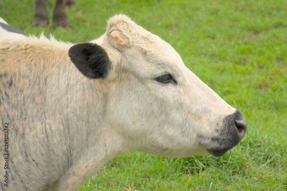 Closeup of the head of a white cow of Holstein friesian bread standing in a green meadow in the flemish countryside. side view Closeup of the head of a white cow of Holstein friesian bread standing in a green meadow in the flemish countryside. side view