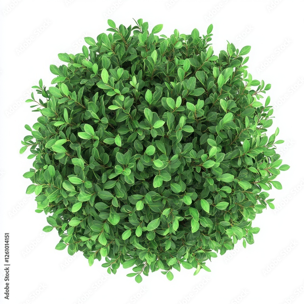 Obraz premium Dense Round Green Plant Top View