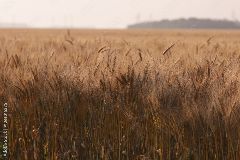 Obraz premium A view of a field of wheat plants, seen in Manitoba, Canada.