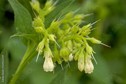 closeup of bright white comfrey flowers on a dark bokeh background - Symphytum orientale  photo