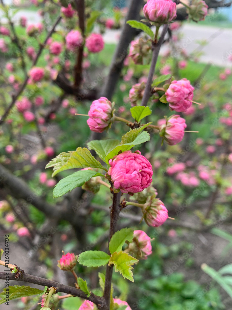 Delicate pink blossoms grow on branches, signaling the arrival of spring. Lush green leaves surround the flower buds, highlighting seasonal renewal in a peaceful garden Delicate pink blossoms grow on branches, signaling the arrival of spring. Lush green leaves surround the flower buds, highlighting seasonal renewal in a peaceful garden