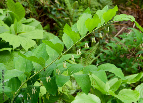 Solomon's seal plant or Polygonatum multiflorum. Fine arching stems bearing hanging white tubular flowers with greenish tips under elliptic and alternate green leaves photo