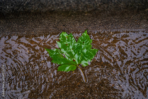 Leaf in Water