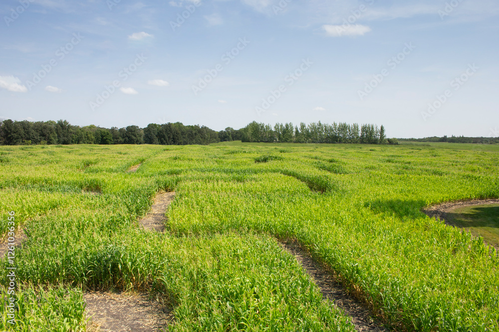 A view of the pathway through a corn maze, seen in Winnipeg Manitoba. A view of the pathway through a corn maze, seen in Winnipeg Manitoba.