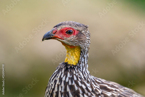 Portrait of a Yellow-necked Spurfowl. Pternistis leucoscepus, Bioparc, Doué la Fontaine, Doué en Anjou, Maine et Loire 49, Région Pays de la Loire, France, European Union, Europe photo