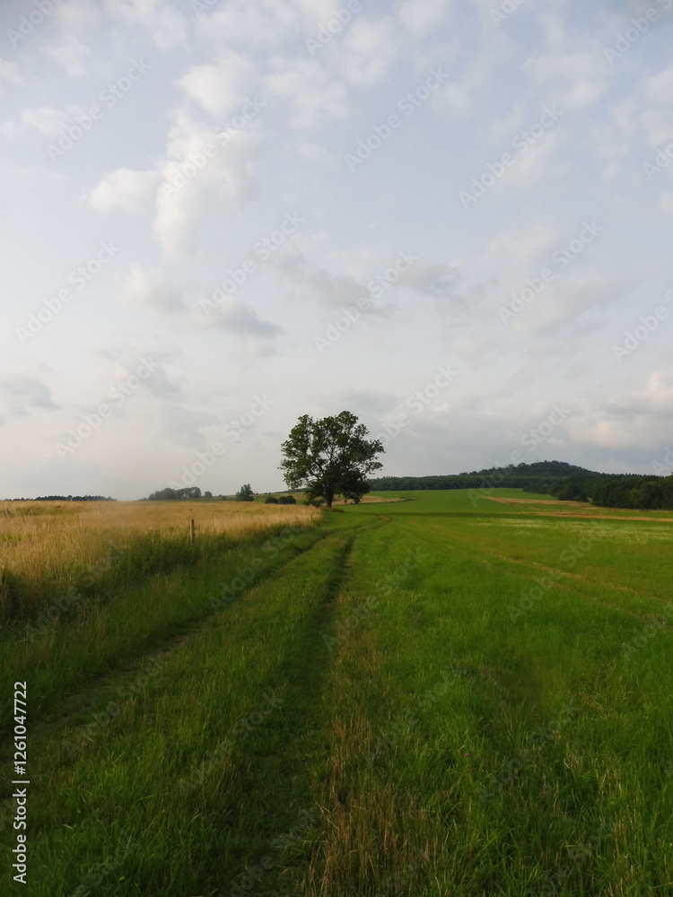 Fototapeta premium Field