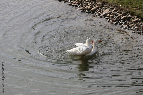 Fototapeta Naklejka Na Ścianę i Meble -  white duck swimming