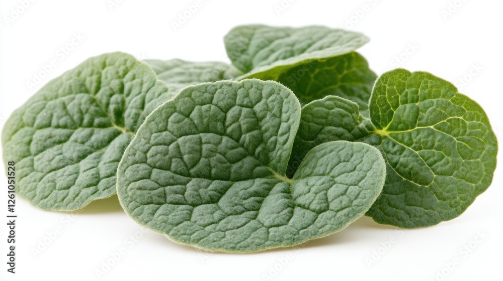 Fresh Green Leaves of an Aromatic Herb on a White Background for Culinary Use and Decoration Fresh Green Leaves of an Aromatic Herb on a White Background for Culinary Use and Decoration