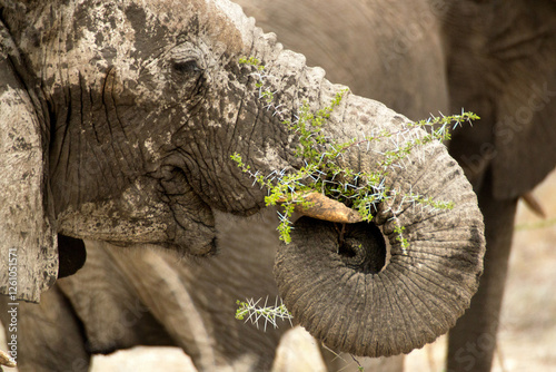 Close up of an elephant eating thorny green shrubs photo