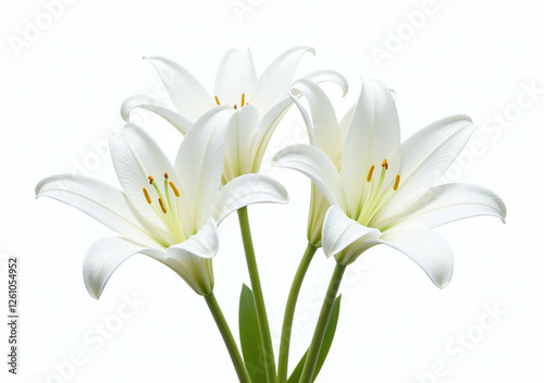 isolated white lily flowers pure white background create stunning visual