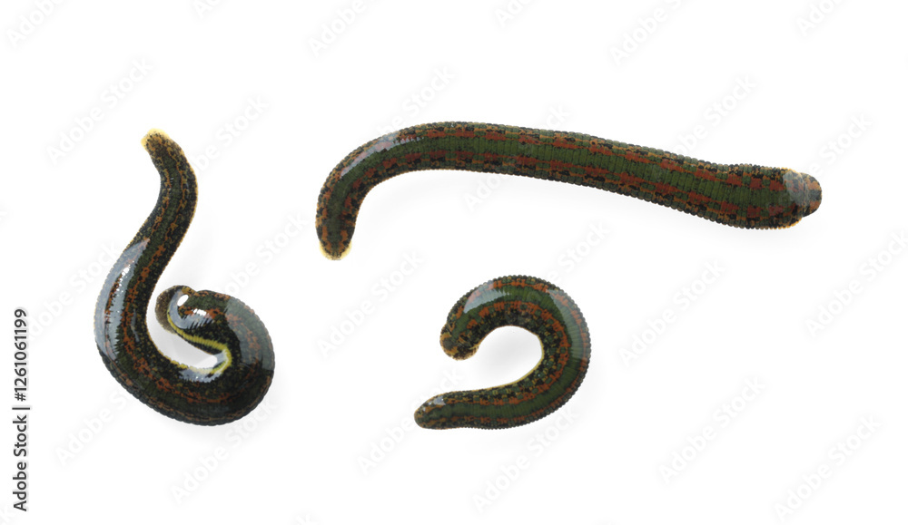 Fototapeta premium Medicinal leeches isolated on white, top view