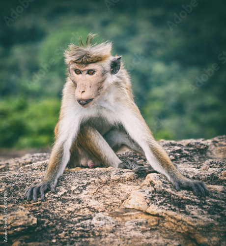 Tonque macaque sitting on Pidurangala rock, Sri Lanka. The toque macaque Macaca sinica is a reddish-brown-coloured Old World monkey endemic to Sri Lanka	
