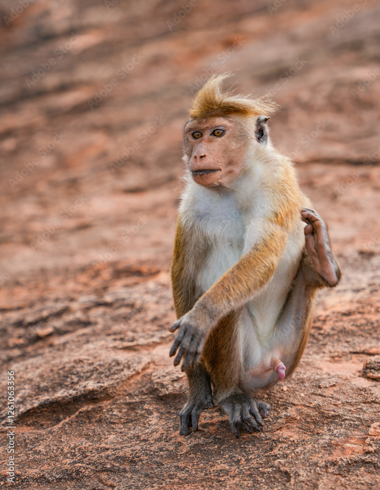 Obraz premium Macaque monkey sitting on Pidurangala Rock, Sigiriya, Sri Lanka, Asia