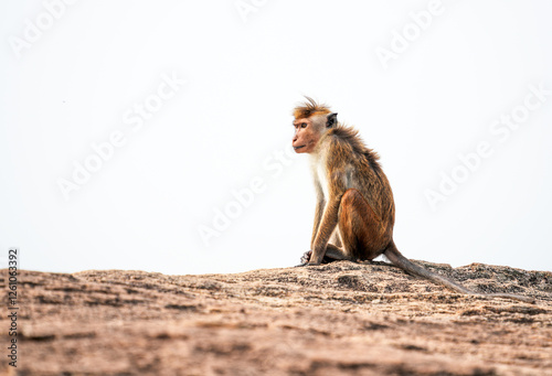 Macaque monkey sitting on Pidurangala Rock, Sigiriya, Sri Lanka, Asia