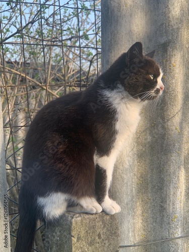 Photos A black and white cat sits attentively on a wooden ledge, gazing outside