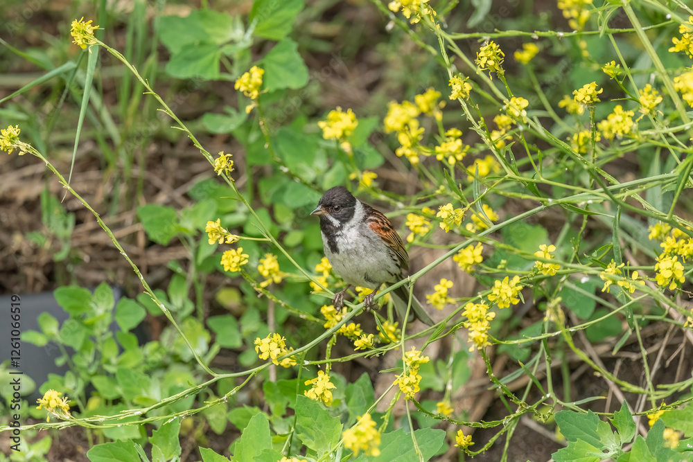 Obraz premium reed bunting male, emberiza schoeniclus, on a plant in the summer in the uk