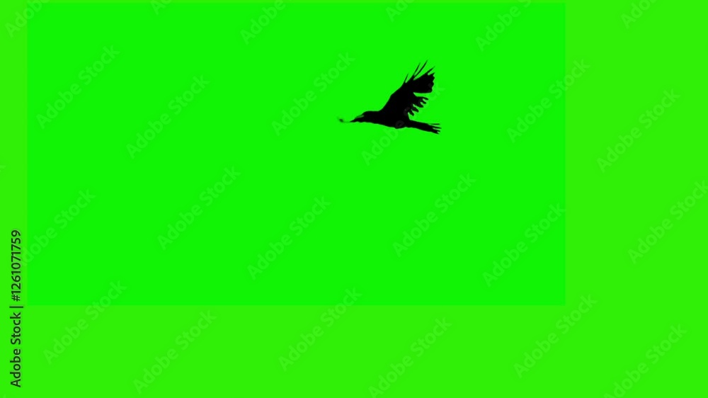 Raven in Flight: A solitary raven takes flight against a vibrant green screen, its silhouette stark and powerful, ready to be seamlessly integrated into any video project or design.  