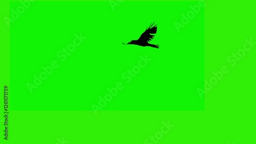 Raven in Flight: A solitary raven takes flight against a vibrant green screen, its silhouette stark and powerful, ready to be seamlessly integrated into any video project or design.  