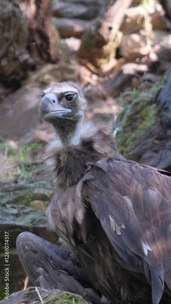 A vulture sits on a rock and carefully observes its surroundings, while a brightly colored bird rests on a branch A vulture sits on a rock and carefully observes its surroundings, while a brightly colored bird rests on a branch