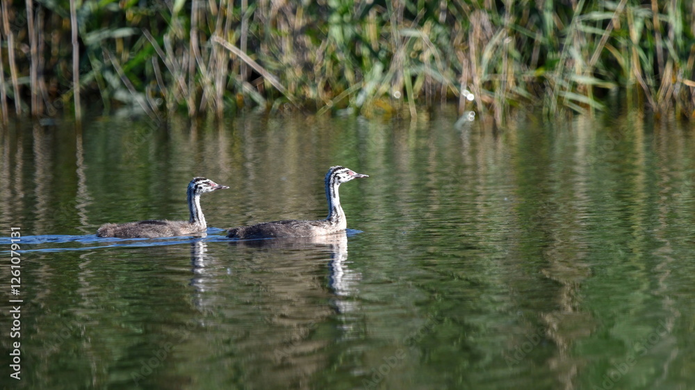Two grebe bird chicks swimming on water in summer Two grebe bird chicks swimming on water in summer