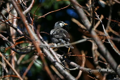 White cheeked starlings (Spodiopsar cineraceus). Passeriformes Sturnidae. Wild birds. Omnivorous, live in groups, and make loud cries. photo