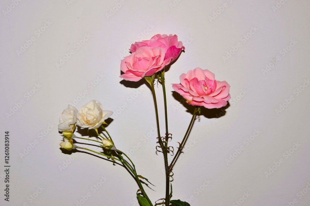 Two beautiful roses in front of the white wall. A beautiful message of love. Two beautiful roses in front of the white wall. A beautiful message of love.