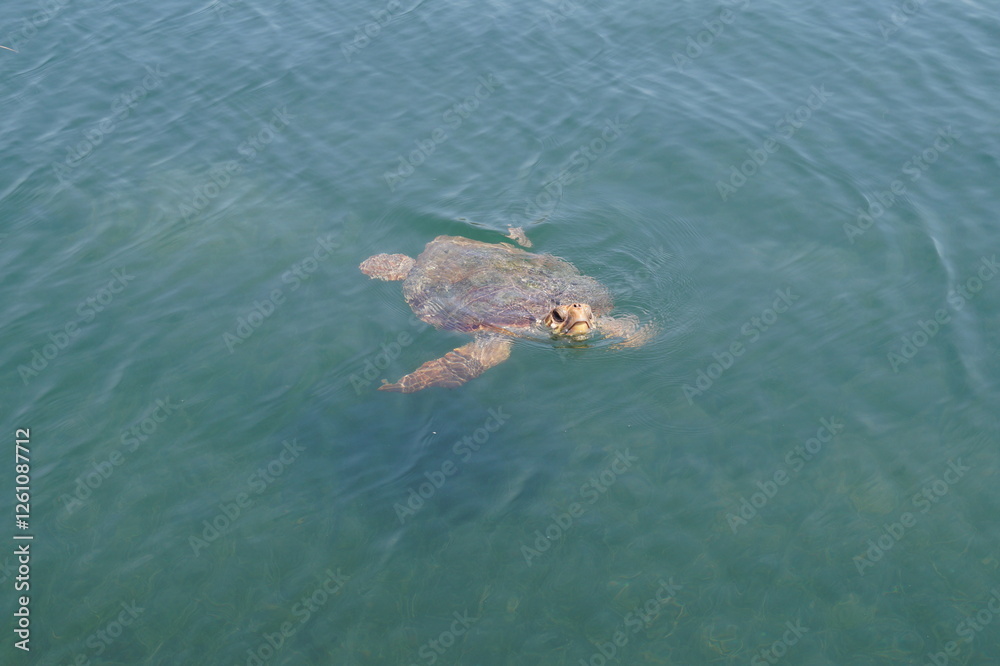 Fototapeta premium Turtle in the water