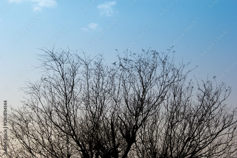 Bare tree branches against a clear blue sky in daylight the image creates a contrast between the intricate branches and the serene sky Bare tree branches against a clear blue sky in daylight the image creates a contrast between the intricate branches and the serene sky