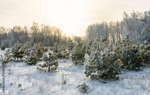 A frosty sunny morning on the outskirts of a winter forest